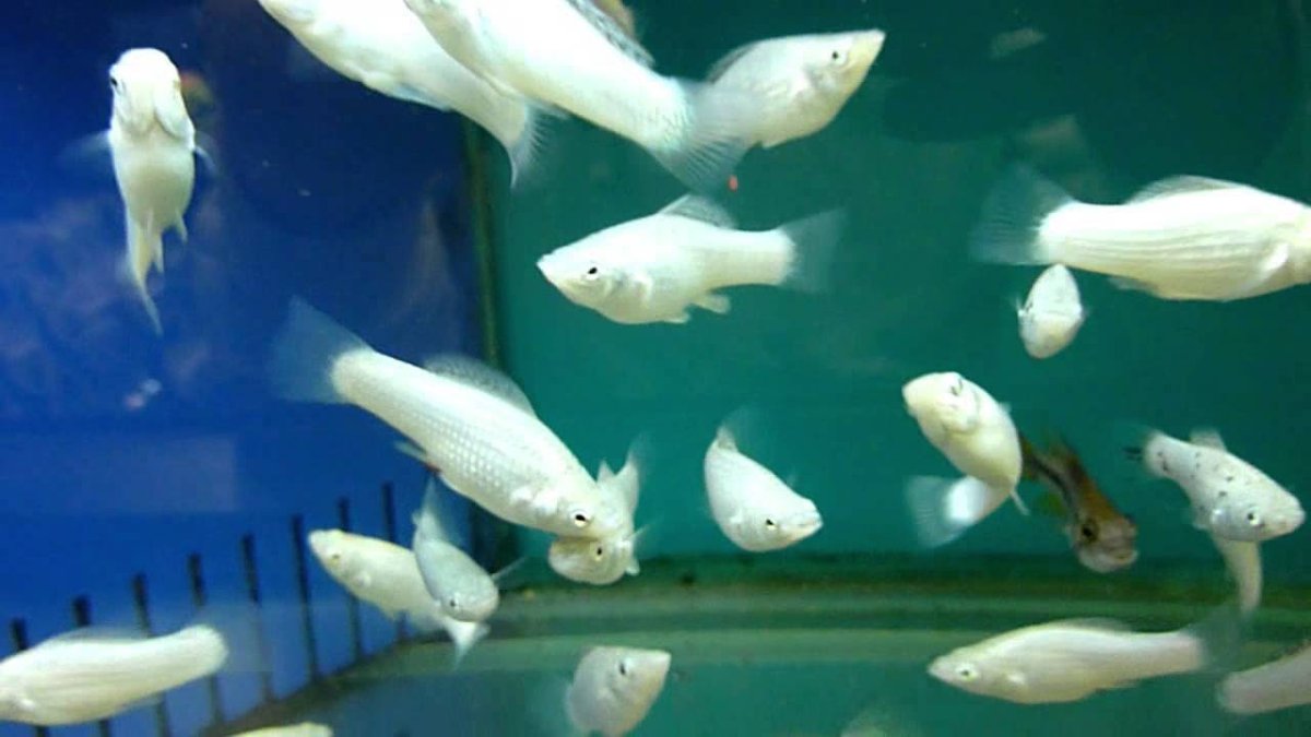 Молли Велифера Снежинка