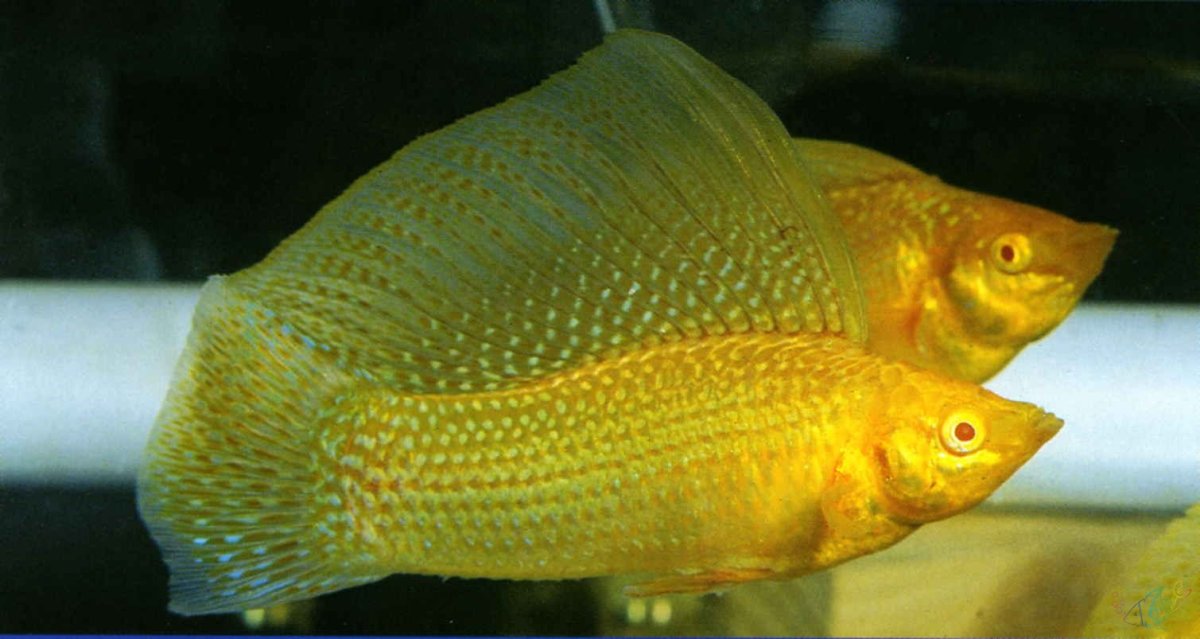 Рыба Моллинезия аквариумная