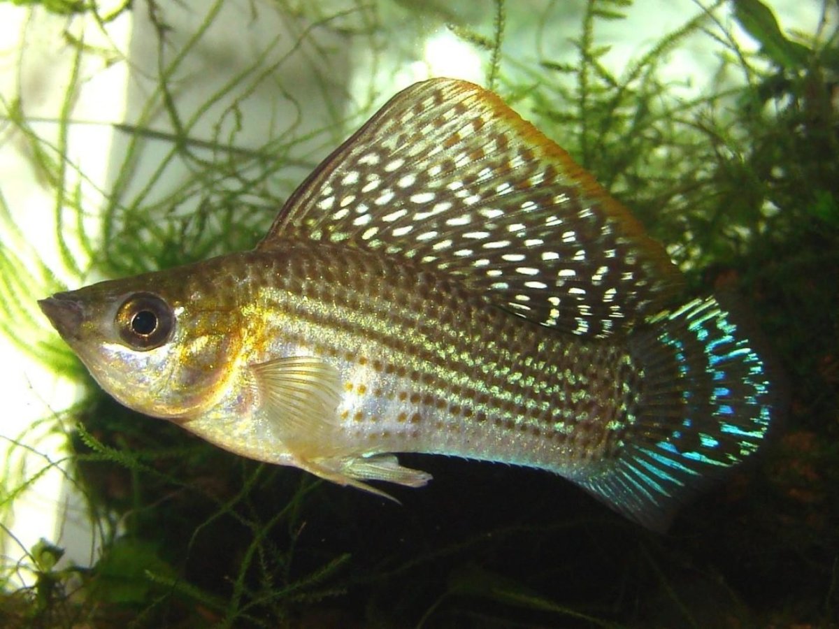 Моллинезия Велифера