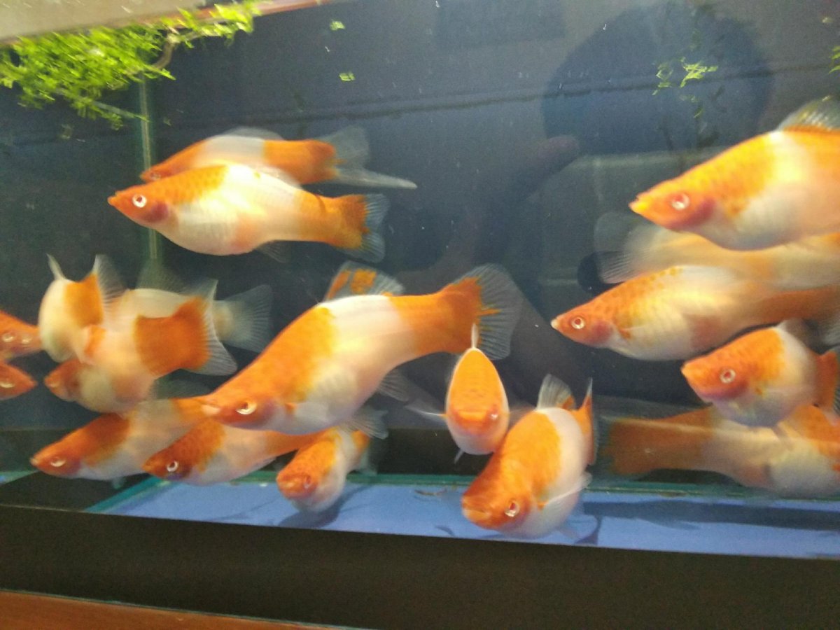 Чёрная Молли (Моллинезия)