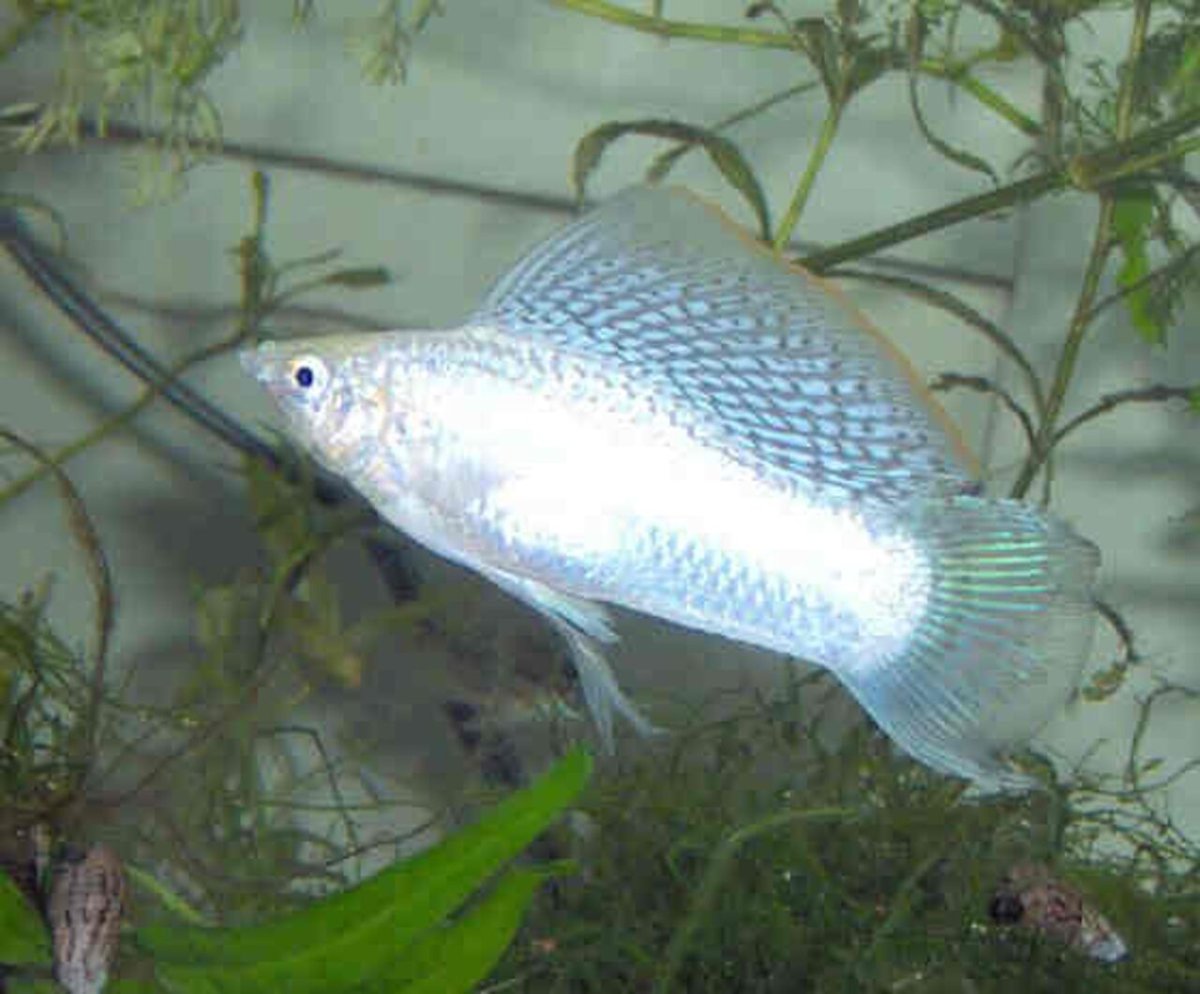 Чёрная Молли (Моллинезия)