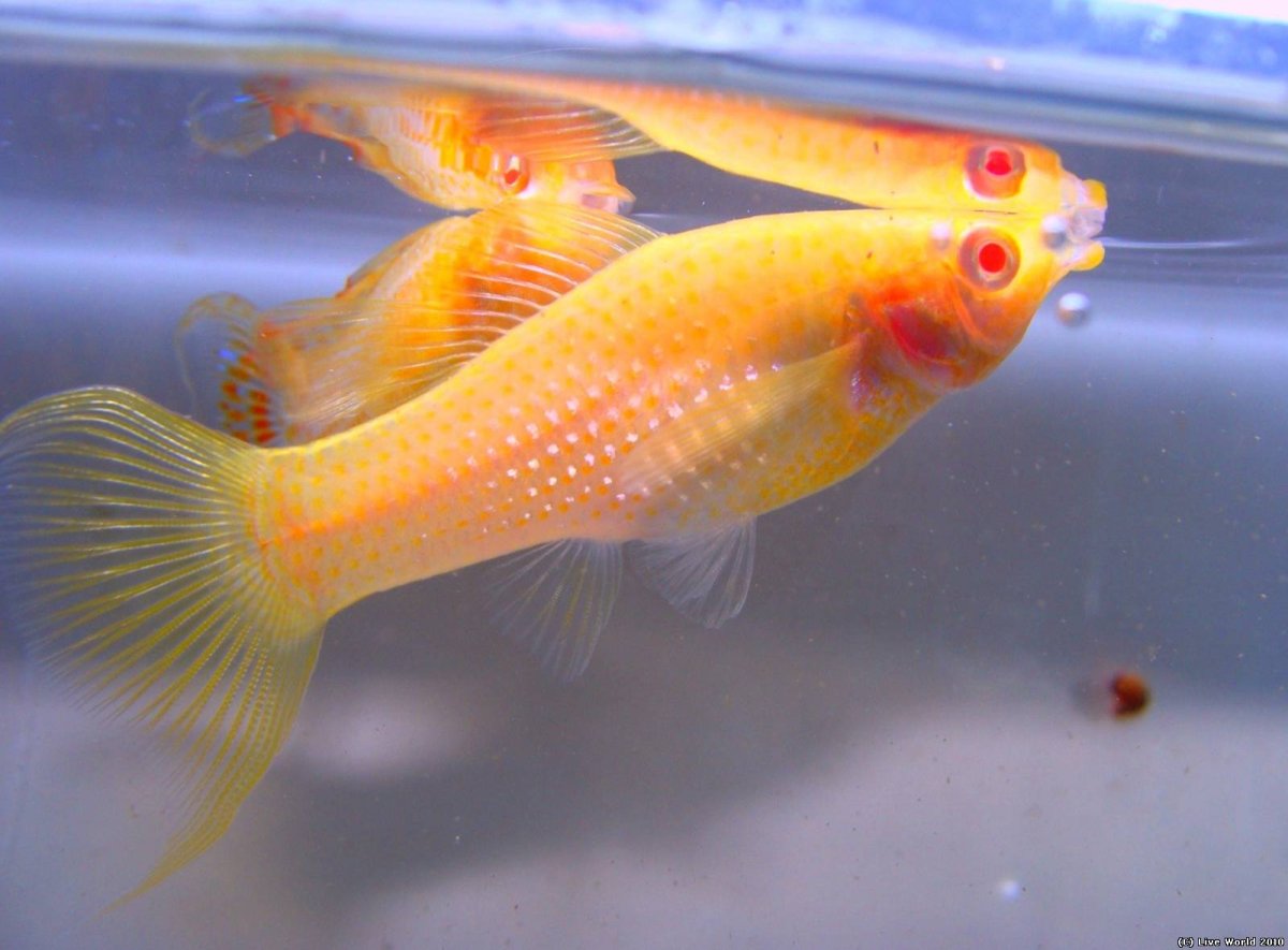 Велифера рыбка