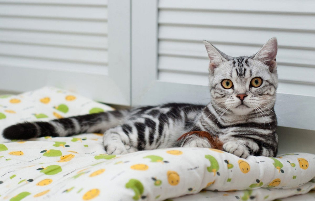 Британский кот полосатый