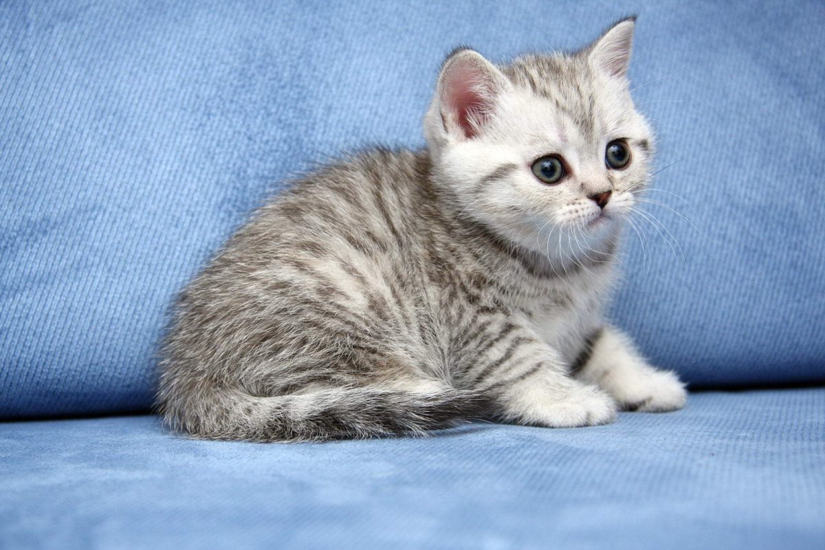 Американская короткошерстная кошка полосатая