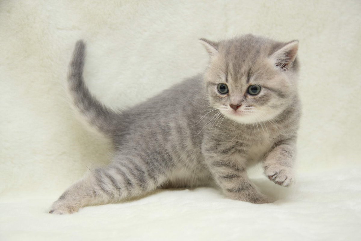Британская короткошёрстная кошка