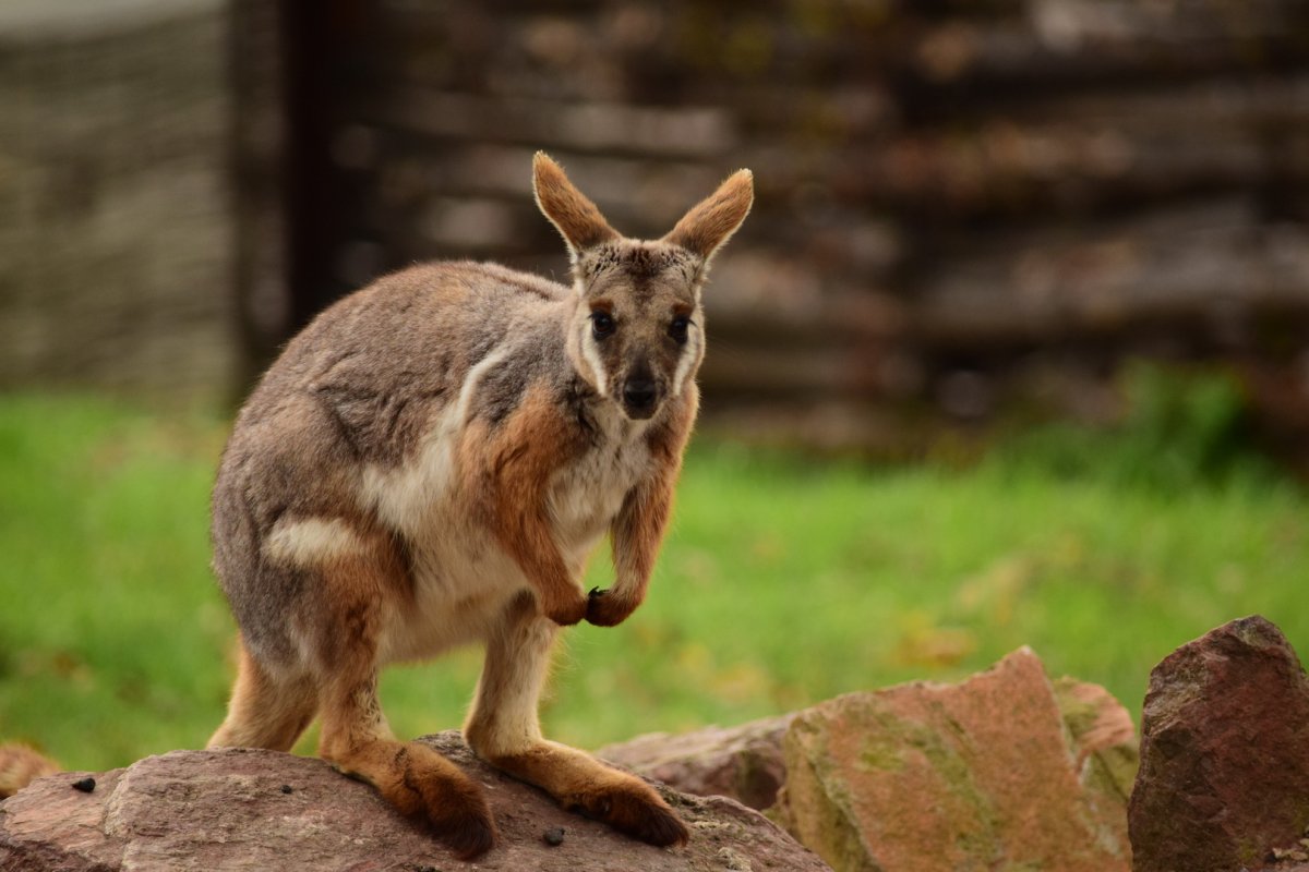 Кенгуру Джози