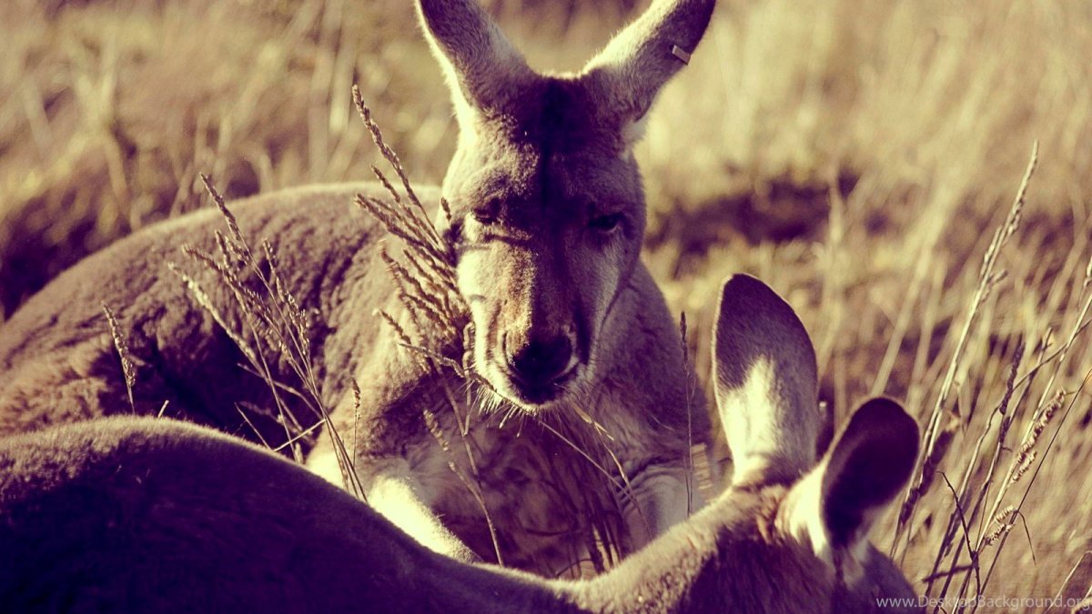 Кенгуру и их Детеныши
