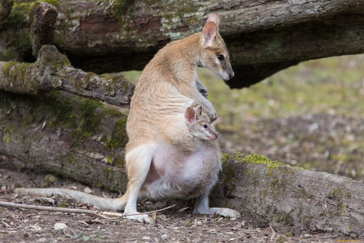 Кенгуру с детенышем