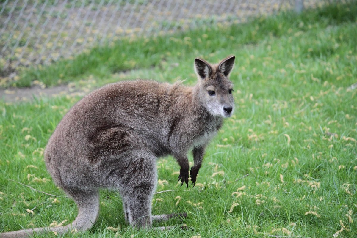 Кенгуру фон