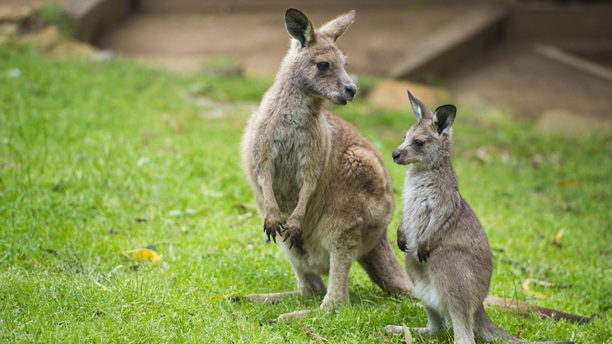 Кенгуру с сумкой на животе
