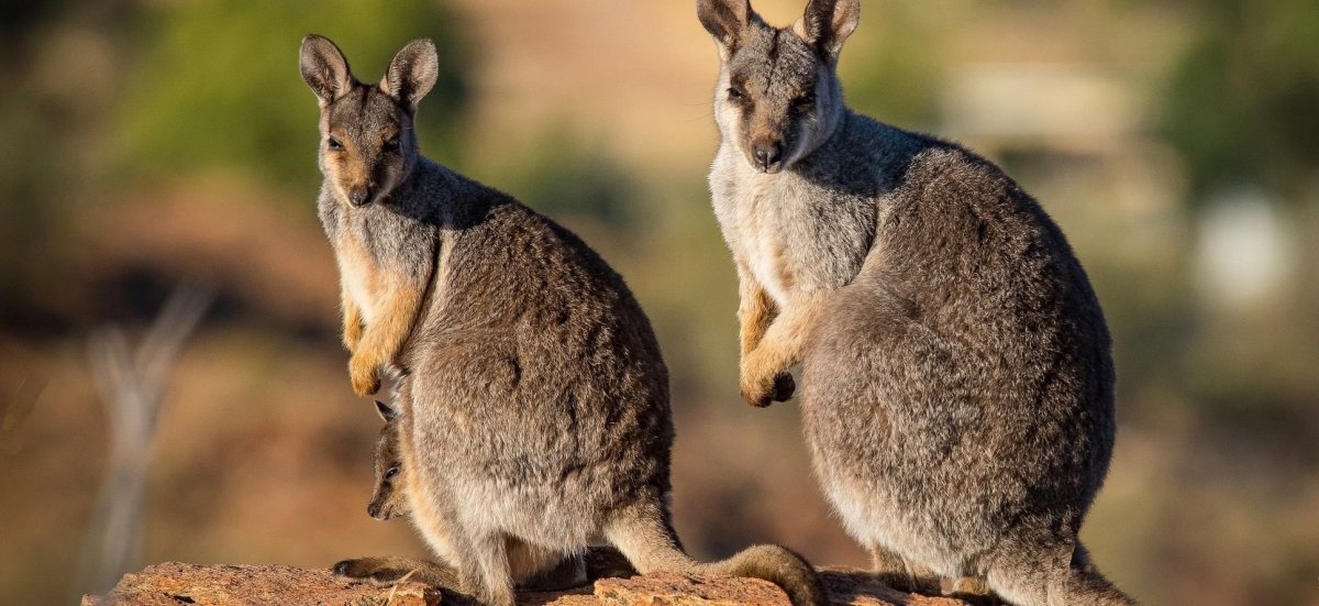 Маленькие кенгуру валлаби