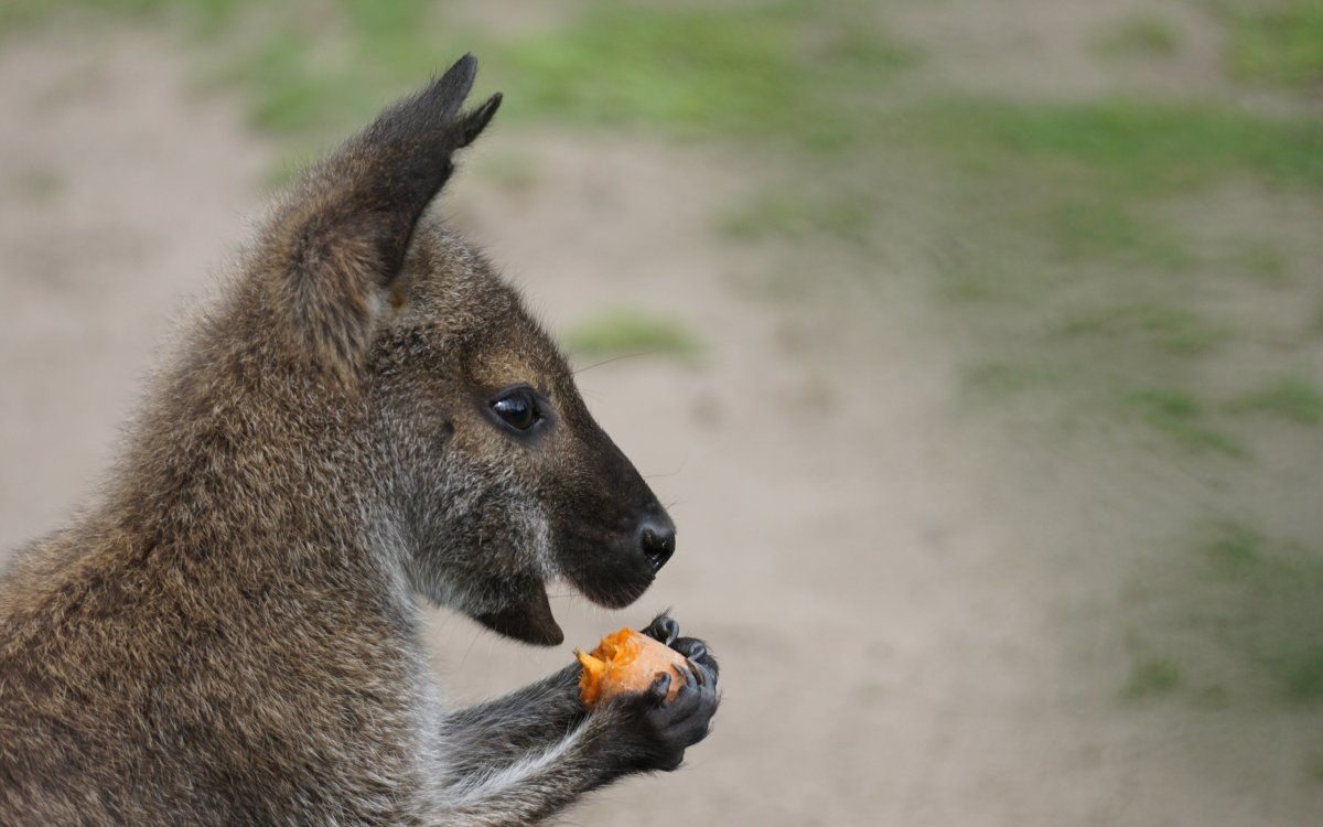 Кенгуру вдали