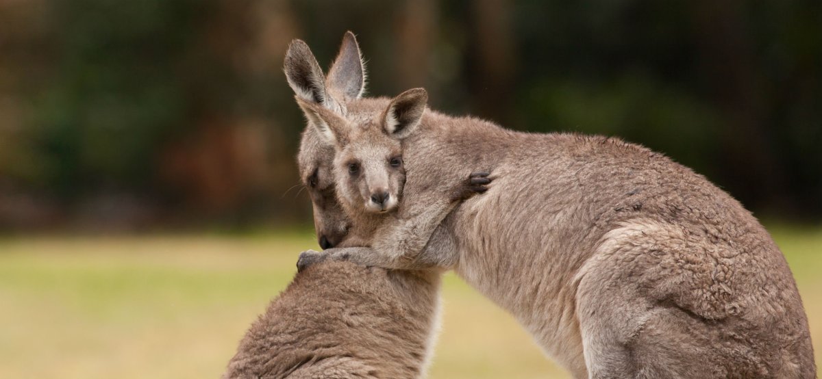 Валлаби ареал