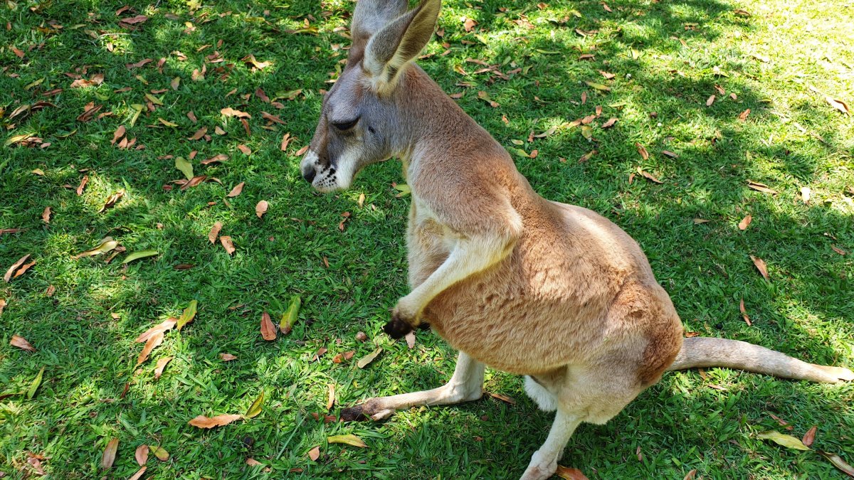 Кенгуру с детенышем в сумке