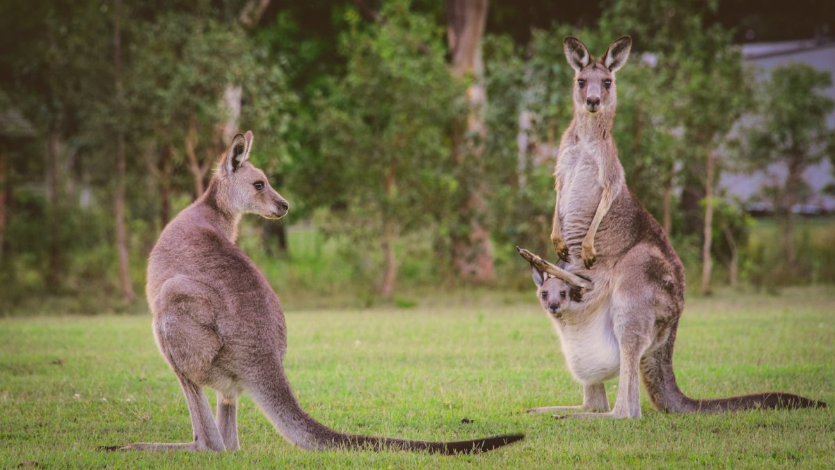 Детёныш кенгуру новорожденный