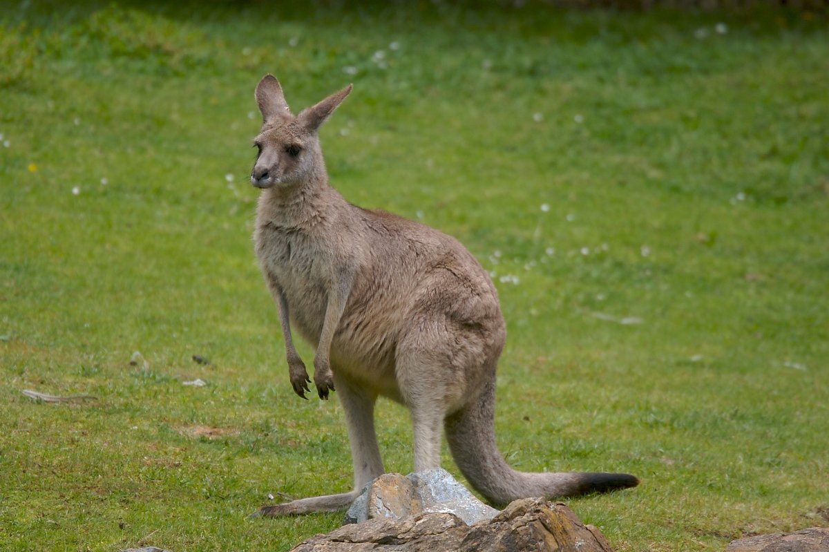 Лежачий кенгуру