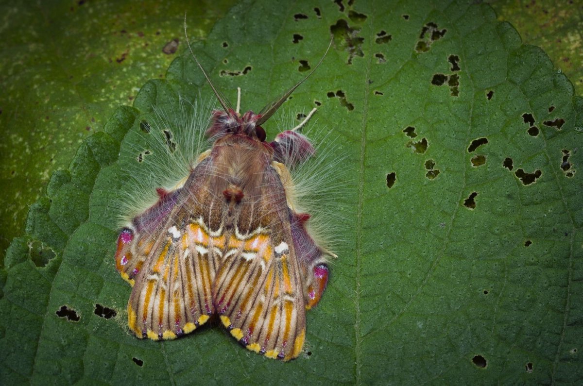 Мотылёк Sosxetra grata.