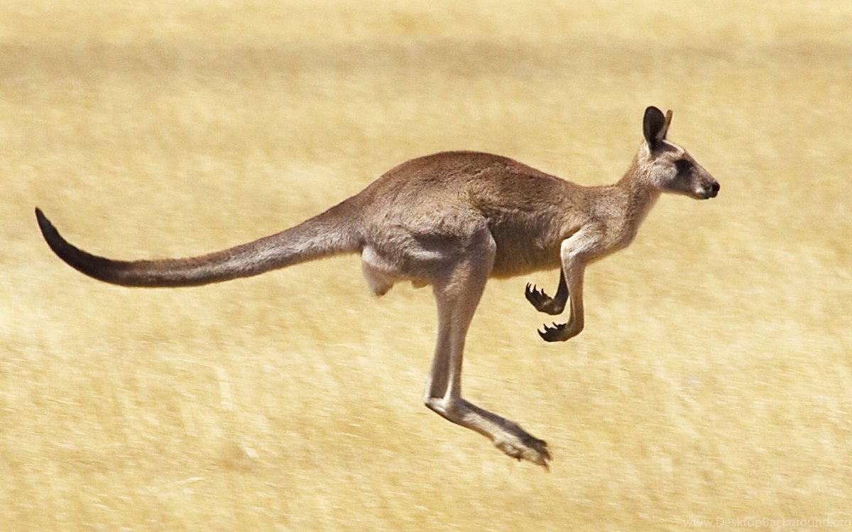 Коротколапая кенгуру