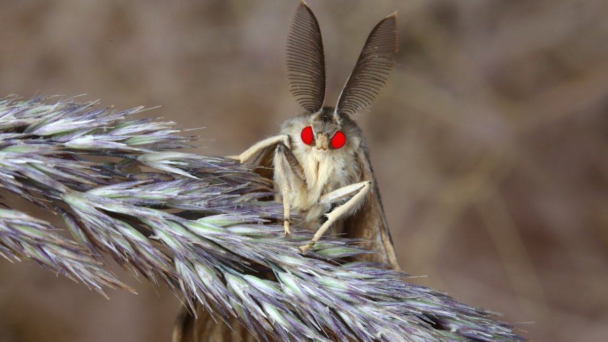 Цыганский мотылек