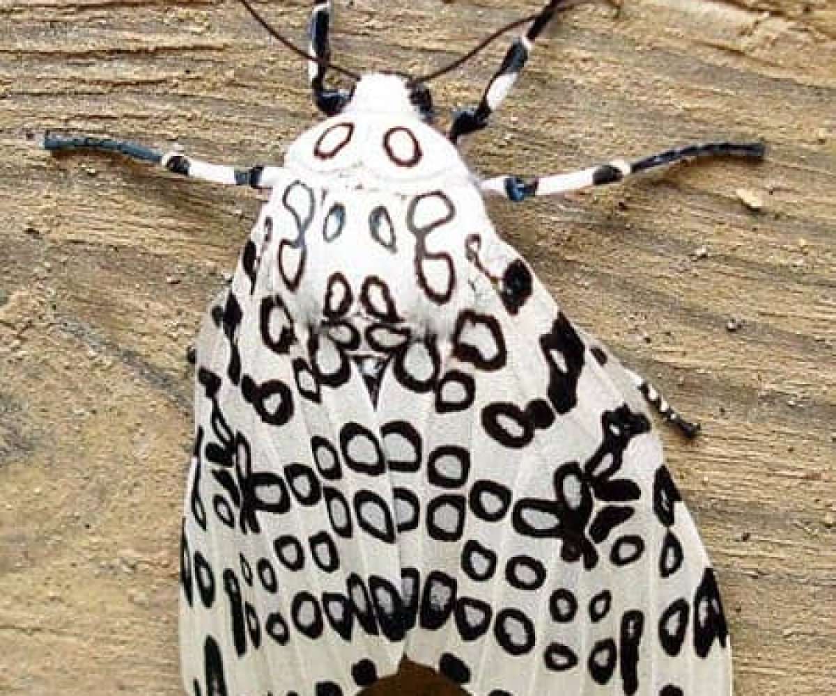 Giant Moth бабочка