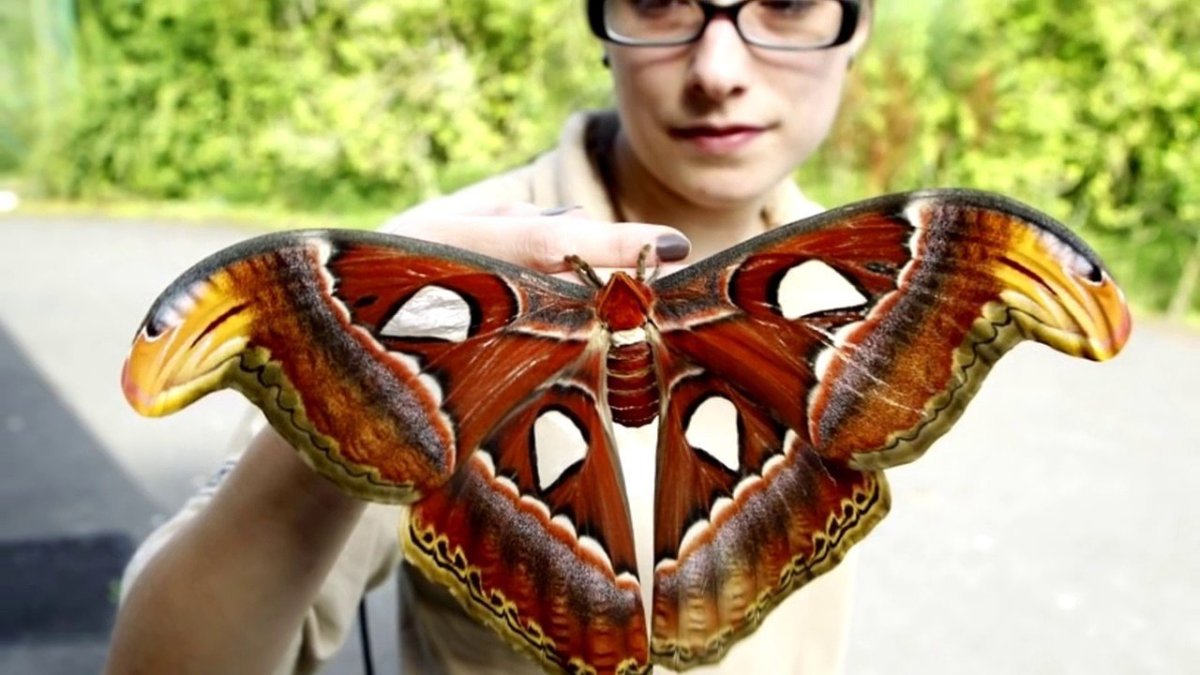 Бабочка Atlas Moth