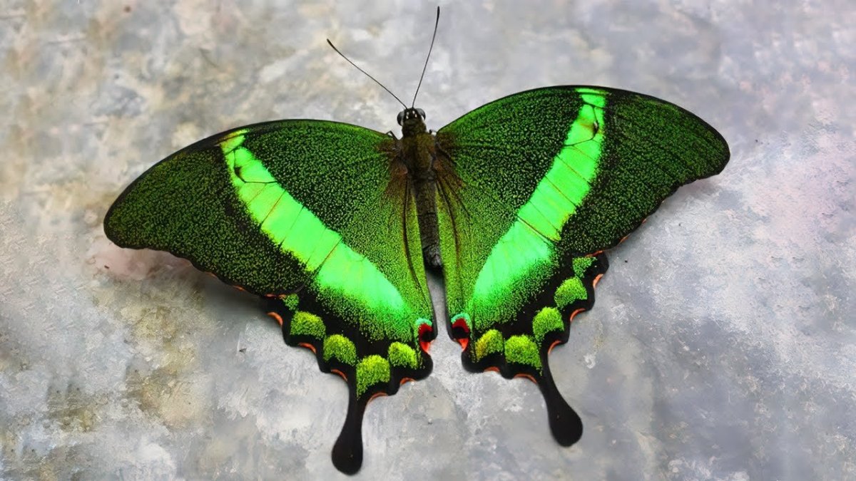 Papilio Palinurus бабочка