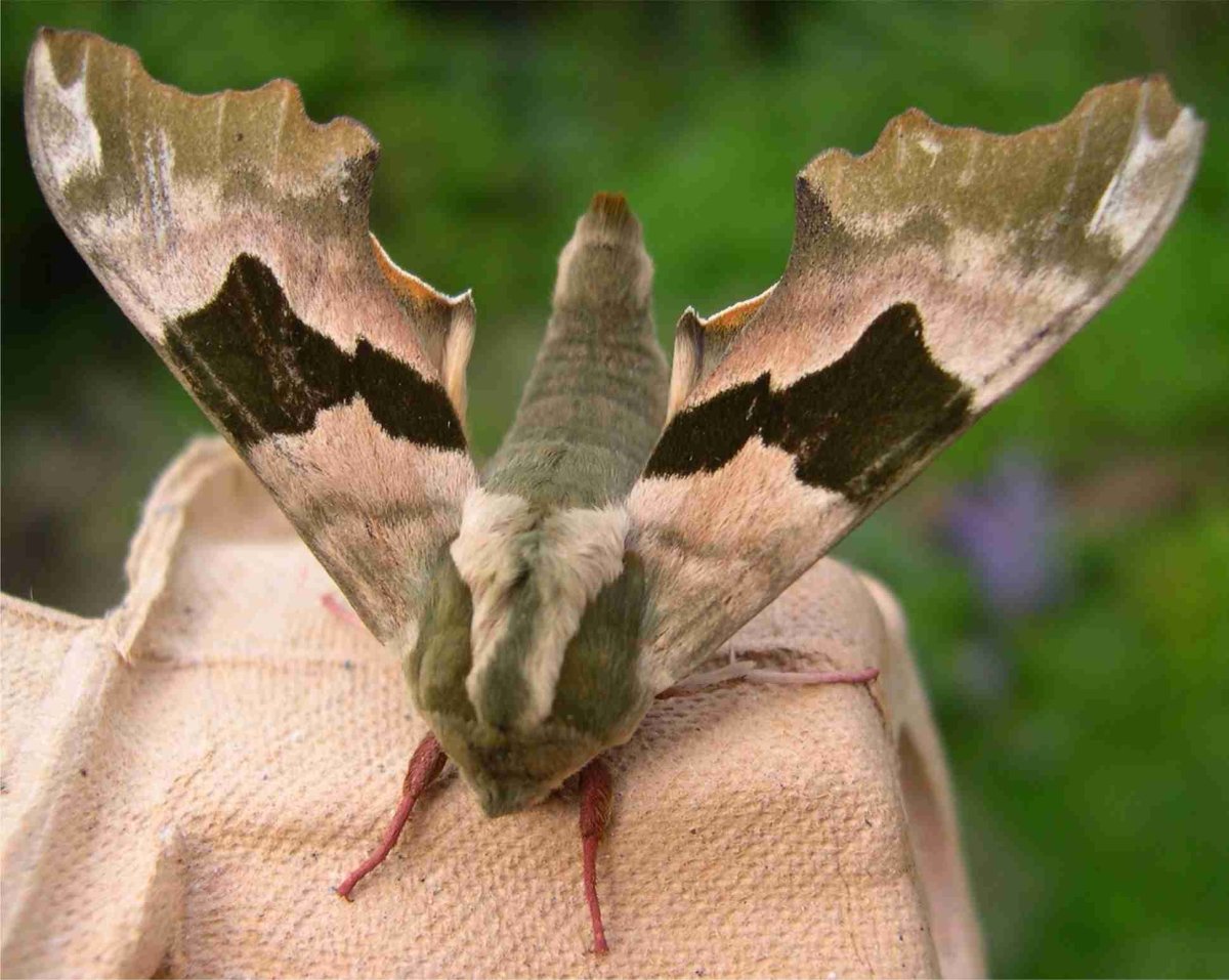 Lime Hawk Moth