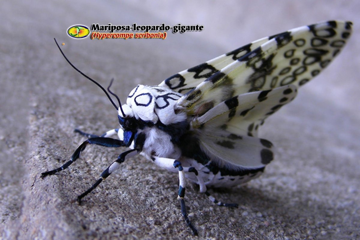 Леопардовая моль