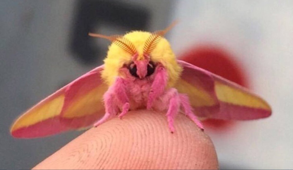 Розовая Кленовая моль гусеница