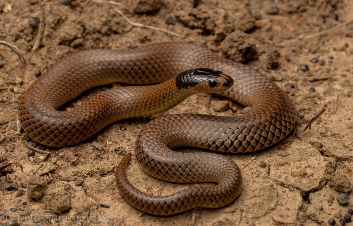 Коричневая змея