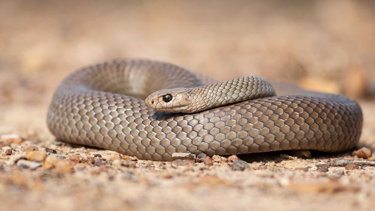 Браун Снейк