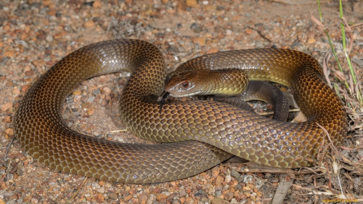 Змея черно коричневая