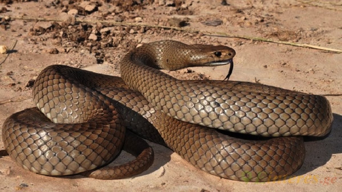 Болотная ехидна змея