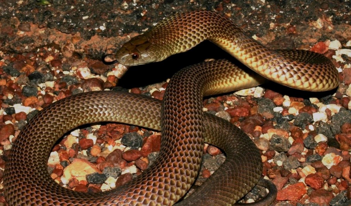 Браун Снейк змея