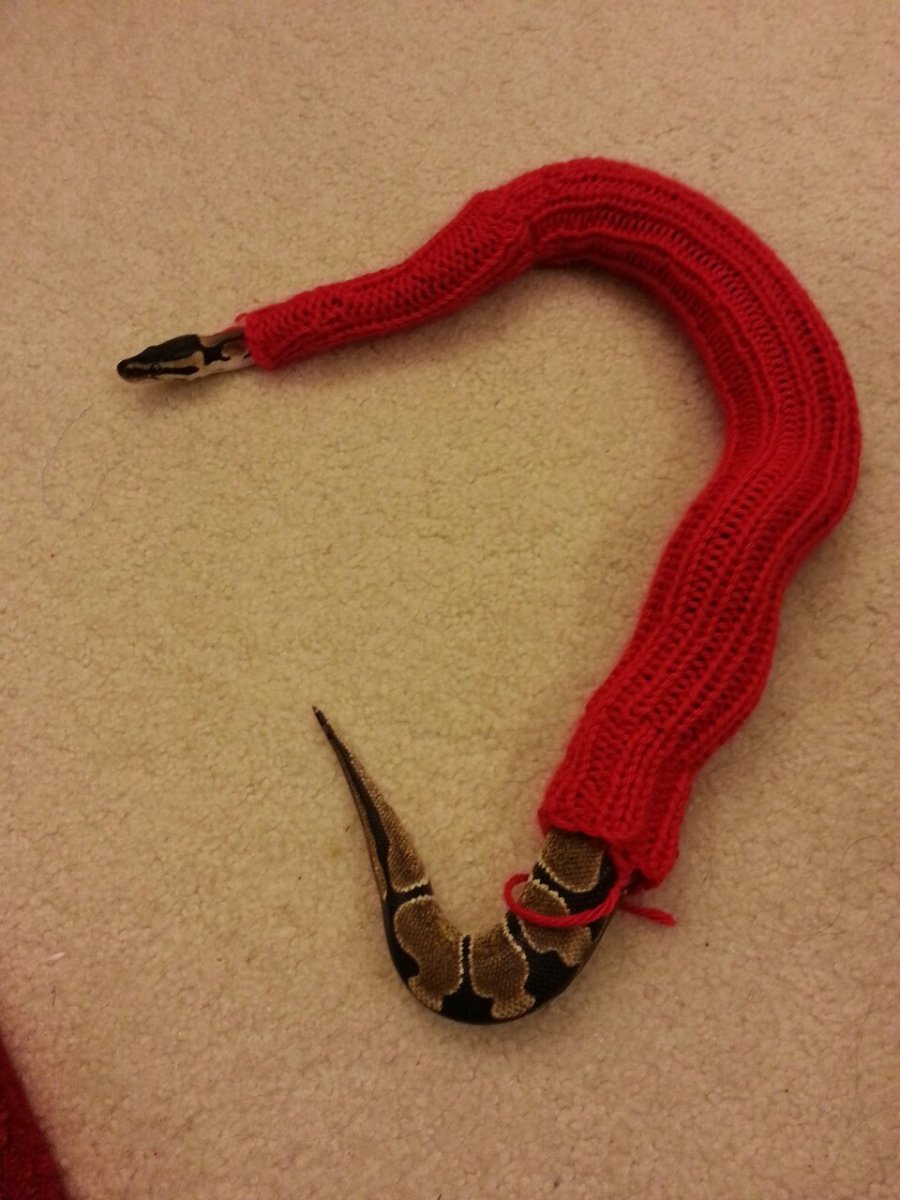 Змейка в свитере