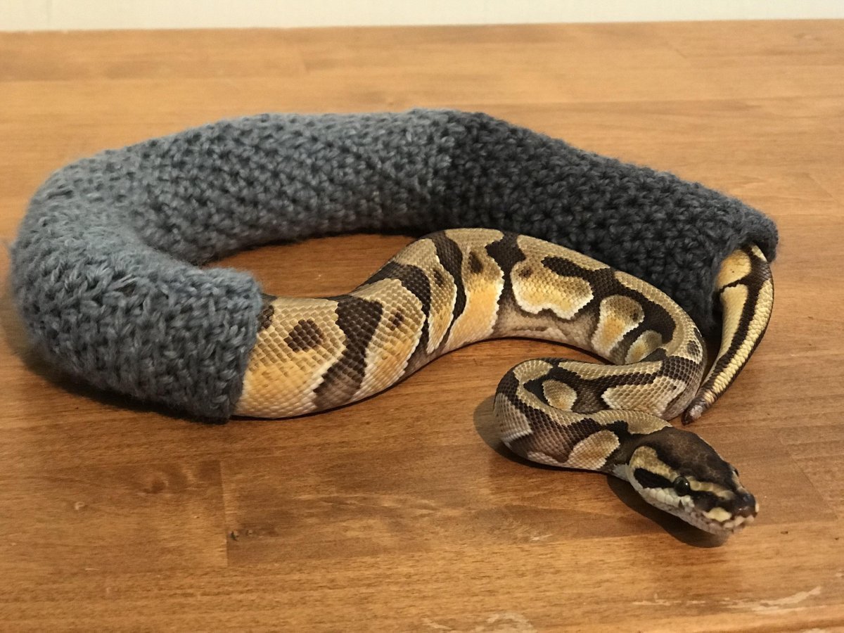 Шерстяная змея