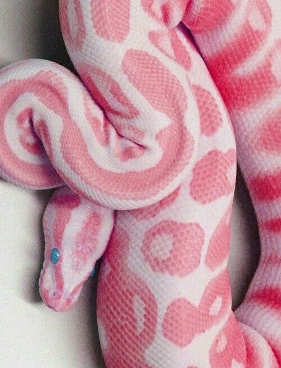 Королевский питон Эстетика