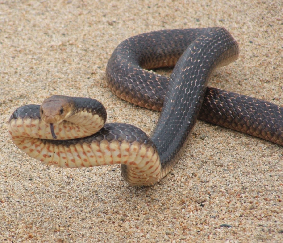 Змеи коричневого цвета