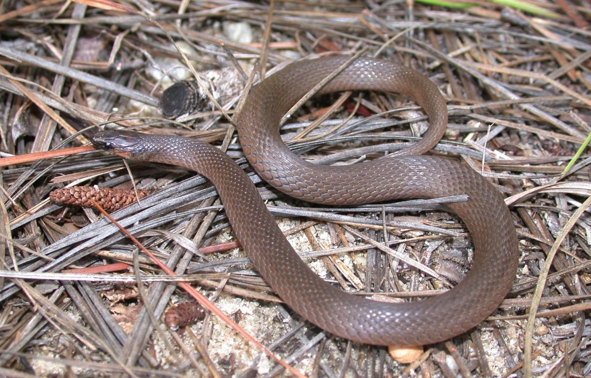 Большая коричневая змея