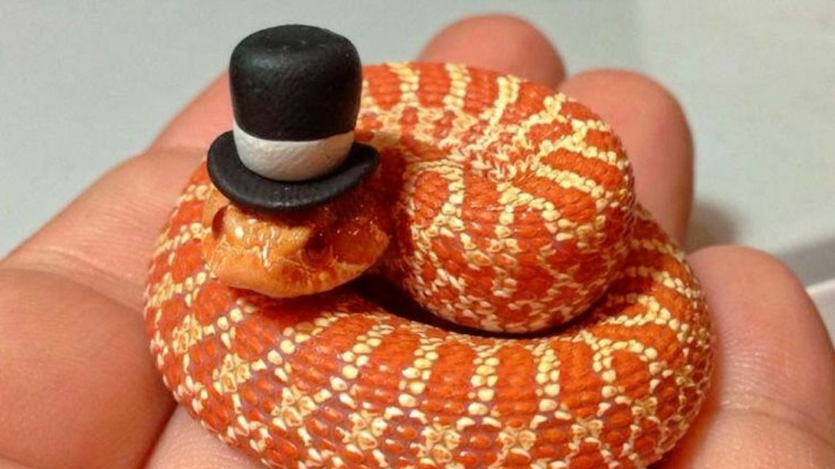 Змея в колпачке