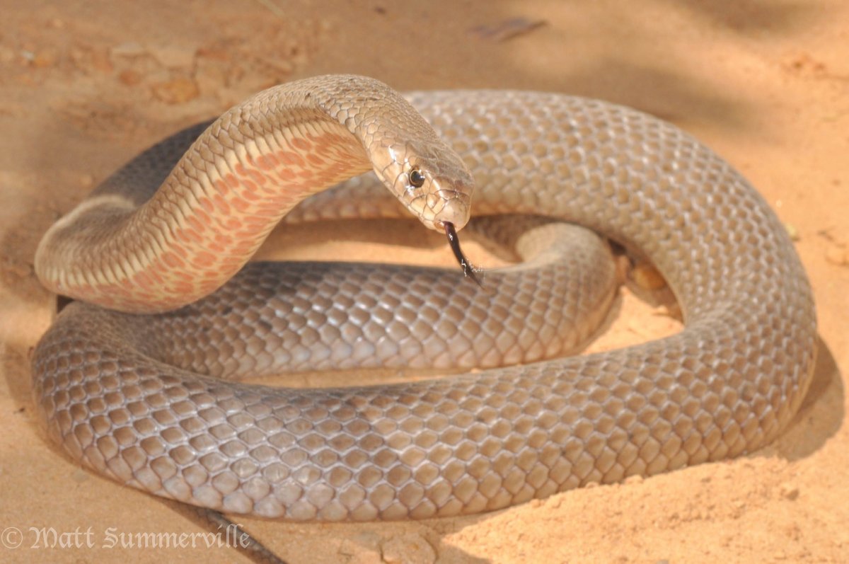 Лорту змея в Армении