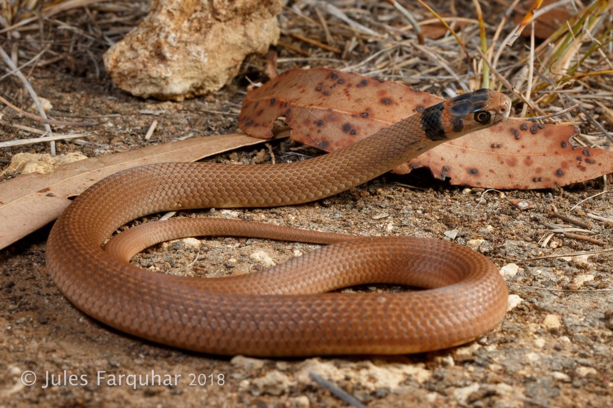 Мулга змея коричневый Король