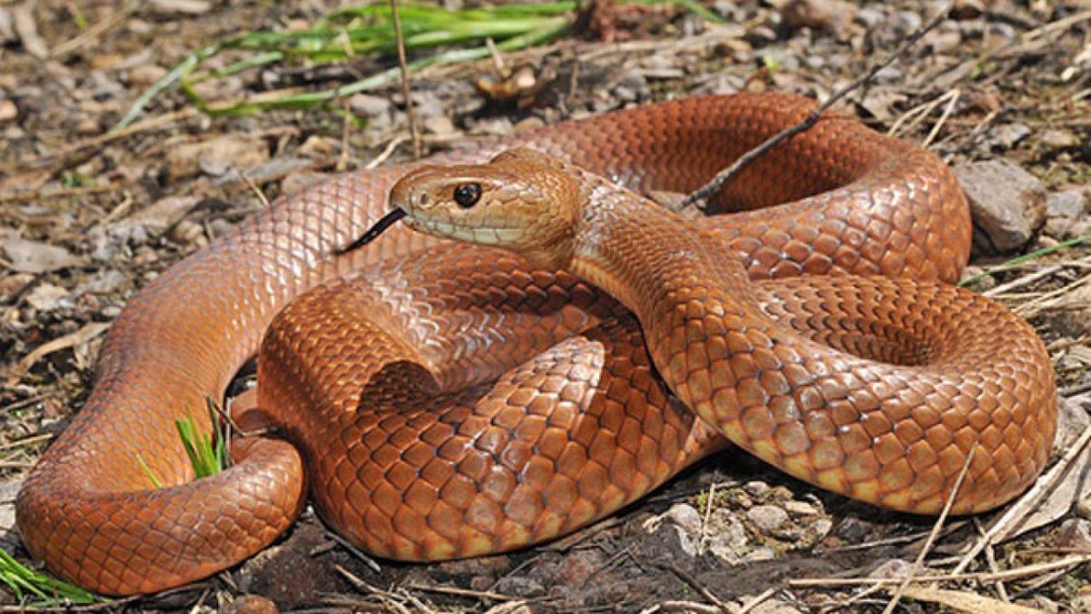 Eastern Brown Snake