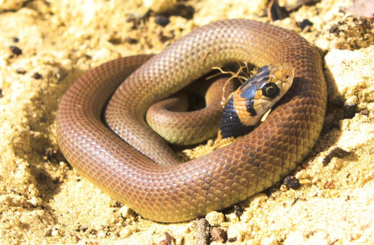 Казанский змей с детенышами