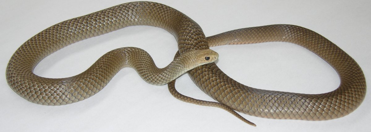 Eastern Brown Snake