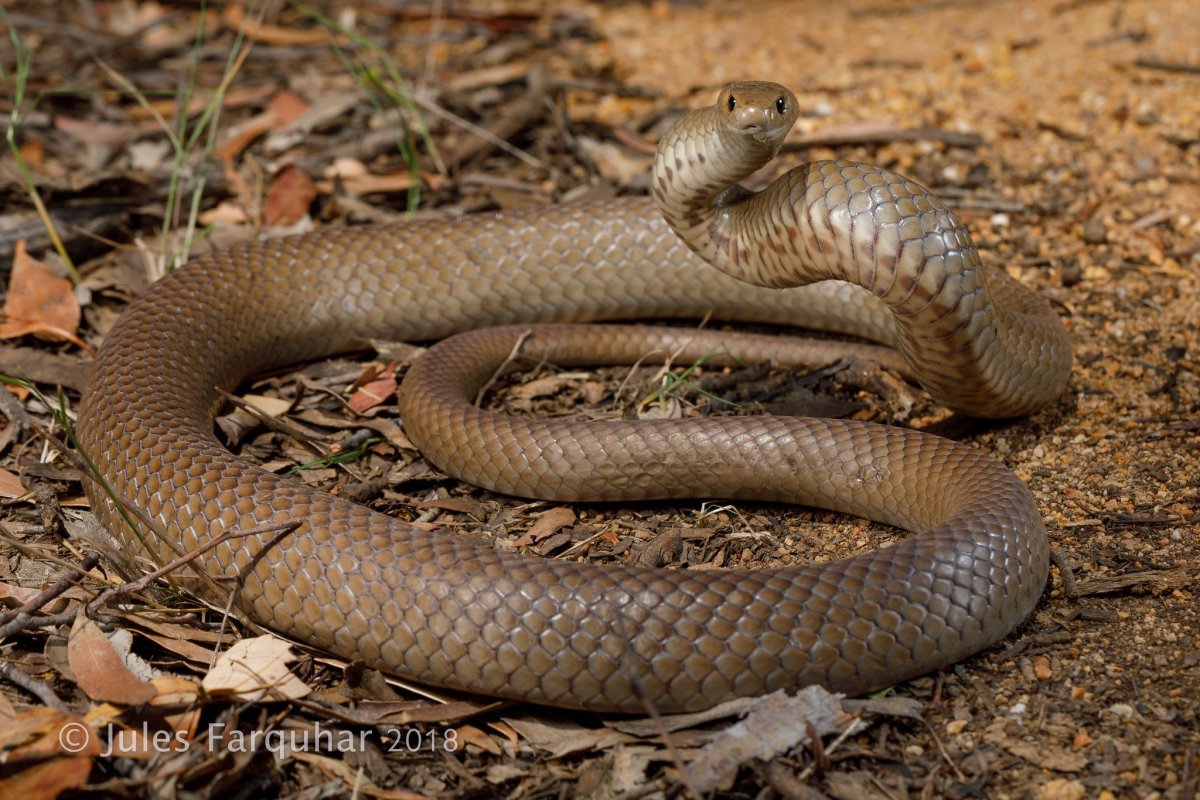 Змея гадюка коричневая