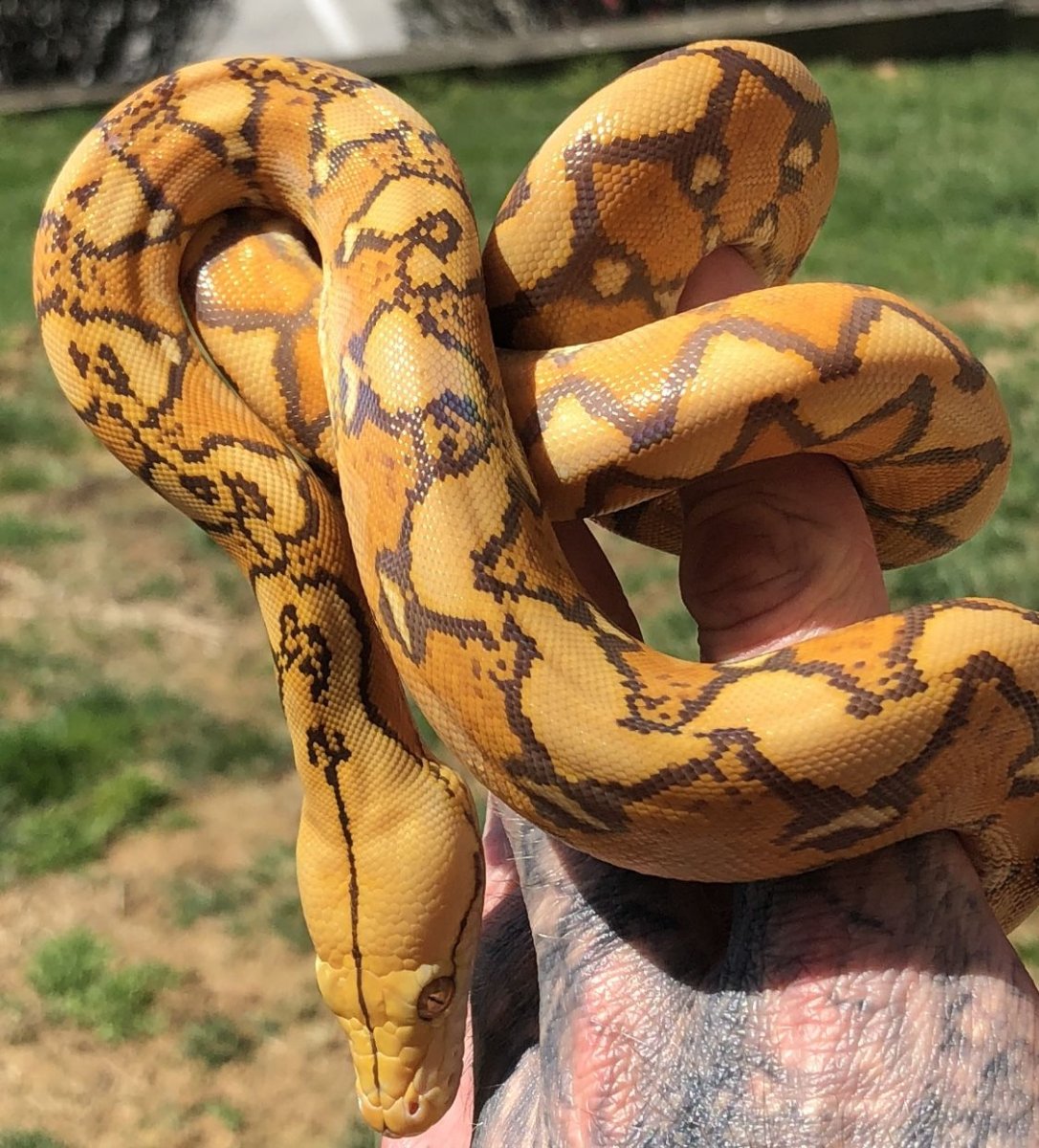 Королевский питон розовый