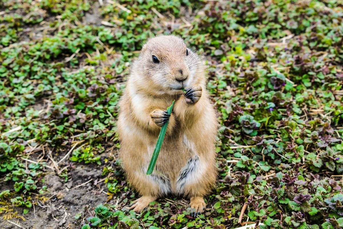 Лесная собачка грызун