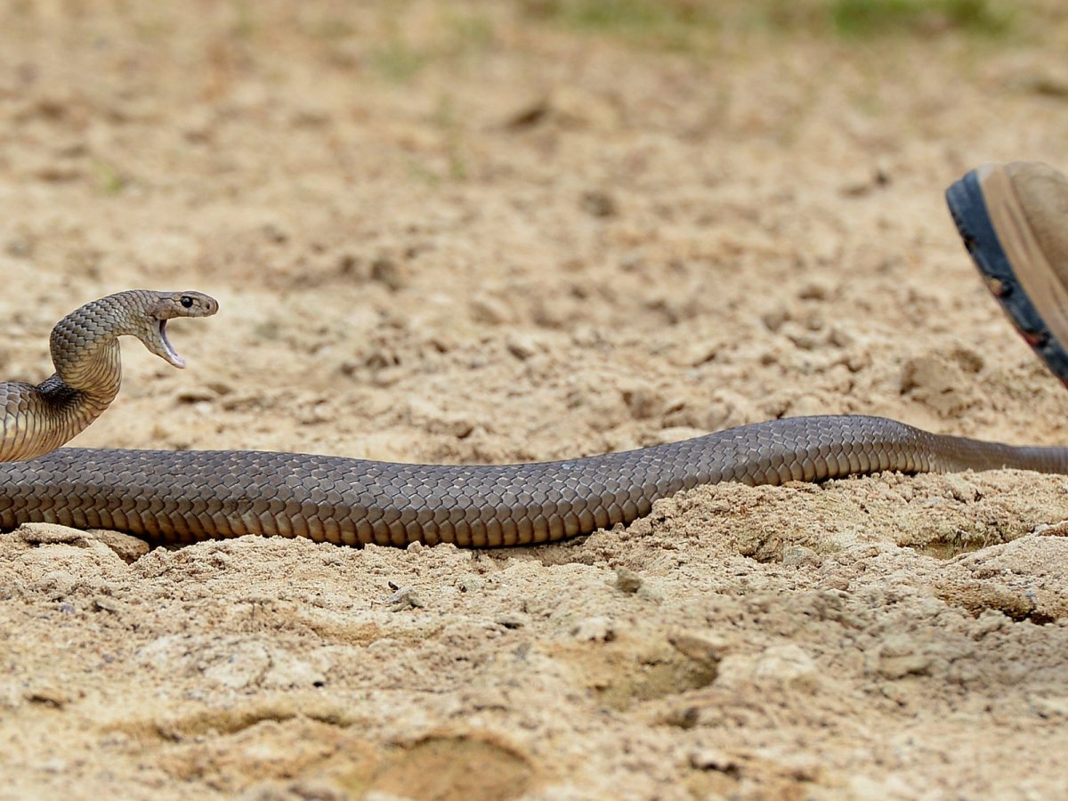 Змея красно коричневого цвета
