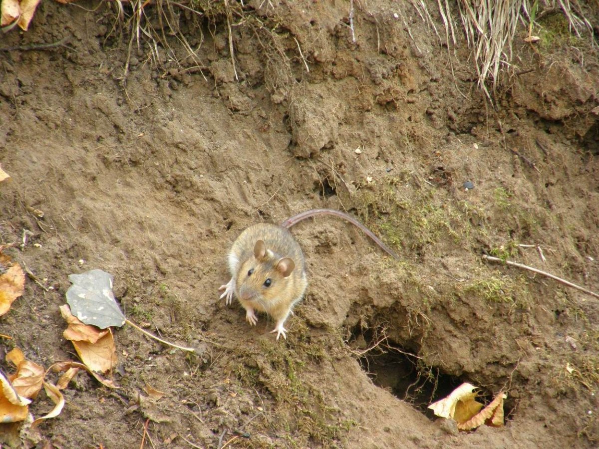 Мышь полевка норки
